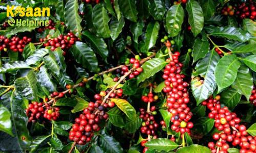 Coffee (कॉफ़ी)